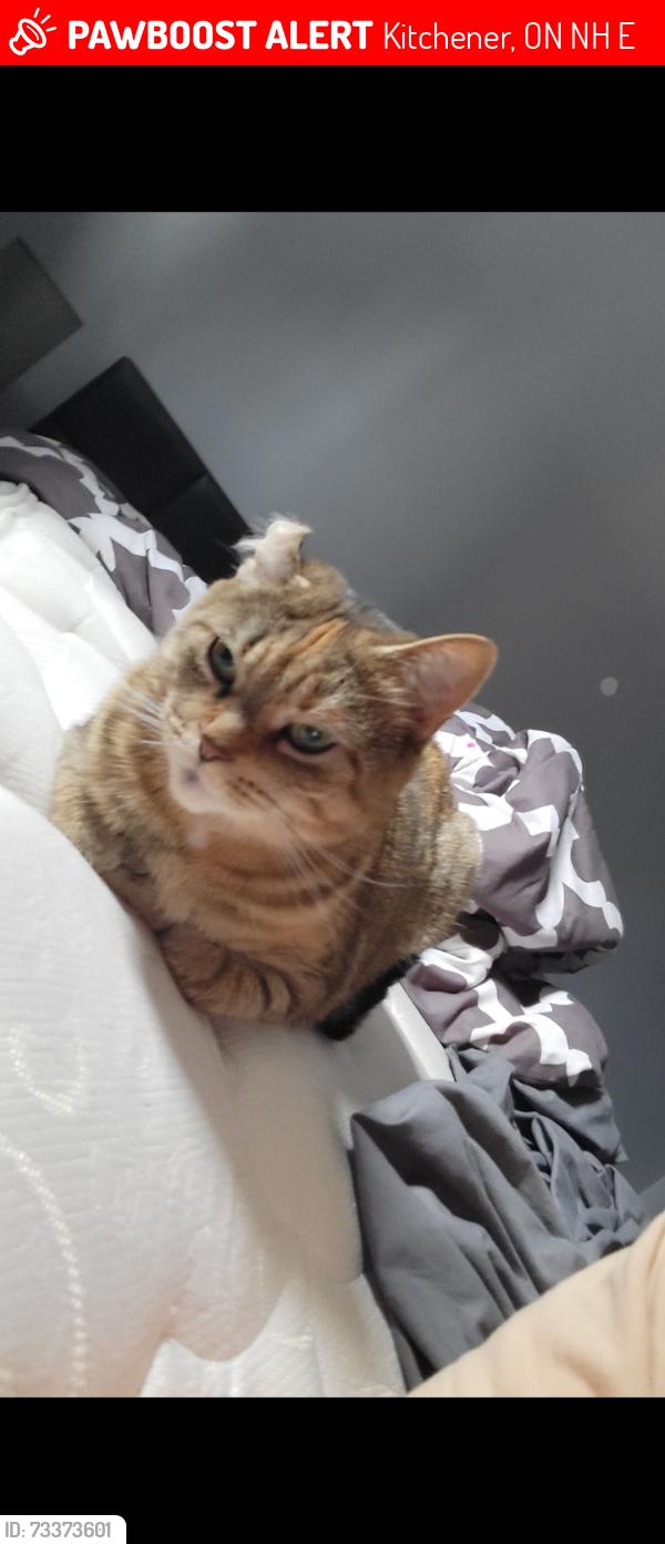 Lost Female Cat last seen Near brunswick ave kitchener, Kitchener, ON N2H 4E6