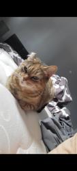 Lost Female Cat last seen Near brunswick ave kitchener, Kitchener, ON N2H 4E6