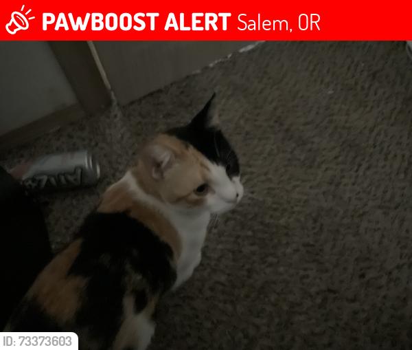 Lost Female Cat last seen La branch street, Salem, OR 97317