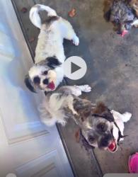 Lost Unknown Dog last seen Salvador park, Santa Ana, CA 92703