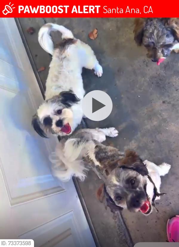 Lost Unknown Dog last seen Salvador park, Santa Ana, CA 92703