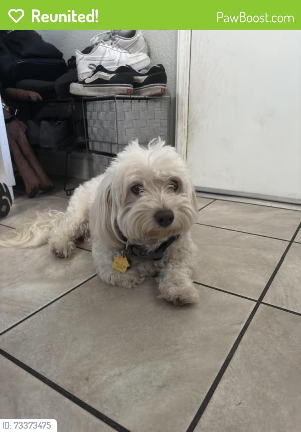 Reunited Male Dog last seen Mount Oliveira Dr and Rocky Mountain Dr, San Jose, CA 95127