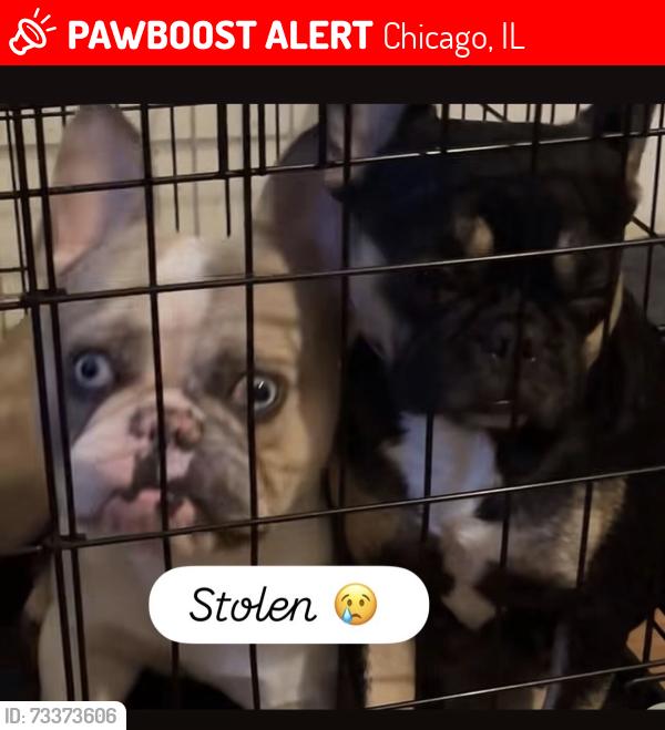 Lost Male Dog last seen Roseland, Chicago, IL 60633