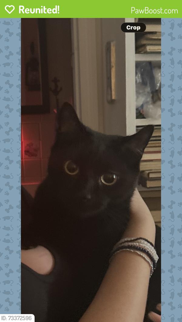 Reunited Male Cat last seen Near Whale Pond Rd. W. Long Branch NJ 07764, West Long Branch, NJ 07764
