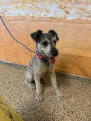 Found/Stray Male Dog last seen Near NW 62nd St, Miami, FL 33150, Miami, FL 33150