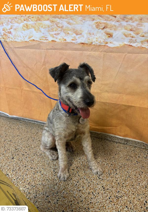 Found/Stray Male Dog last seen Near NW 62nd St, Miami, FL 33150, Miami, FL 33150