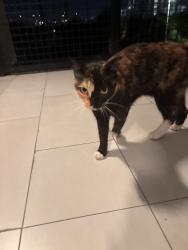 Reunited Unknown Cat last seen Near SE 5th St, Hallandale Beach, FL 33009, USA, Hallandale Beach, FL 33009