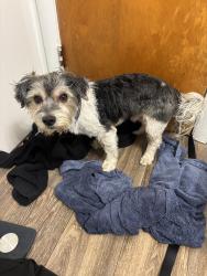 Found/Stray Male Dog last seen Country club rd, Jacksonville, NC 28546