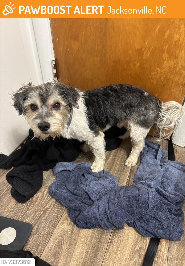 Found/Stray Male Dog last seen Country club rd, Jacksonville, NC 28546