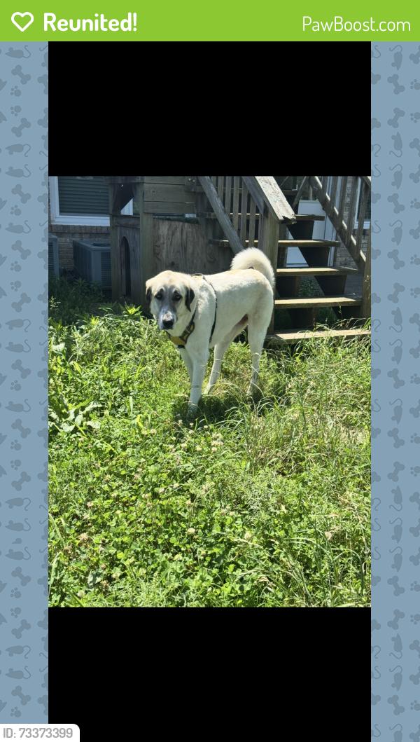 Reunited Female Dog last seen HAY PASTURE BEHIND 5123 High Oaks Place Springfield TN, Springfield, TN 37172
