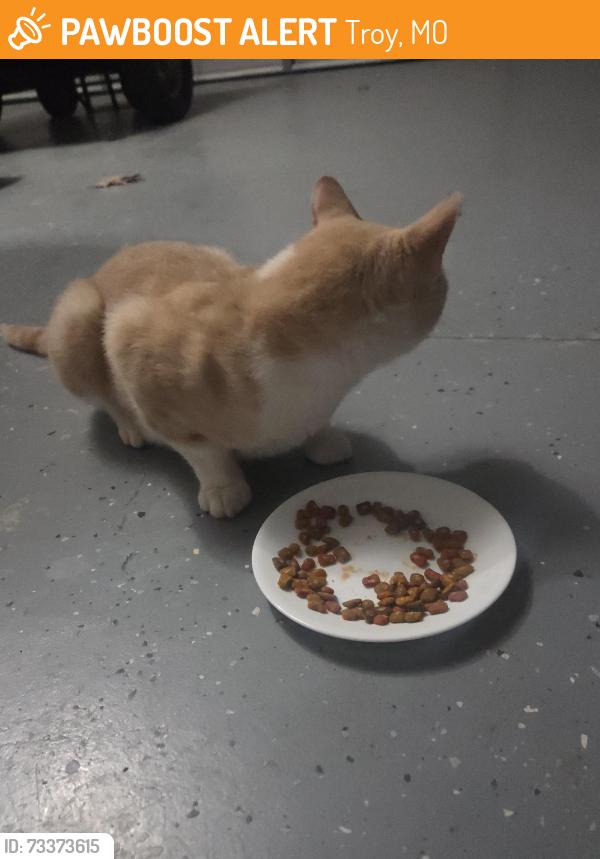Found/Stray Unknown Cat last seen Creech, Troy, MO 63379