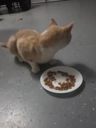 Found/Stray Unknown Cat last seen Creech, Troy, MO 63379
