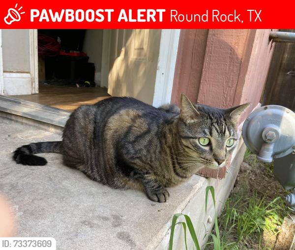 Lost Male Cat last seen Hyridge st and Ridgemont st, Round Rock, TX 78664