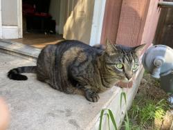 Lost Male Cat last seen Hyridge st and Ridgemont st, Round Rock, TX 78664
