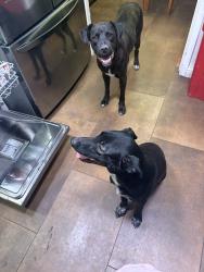 Lost Female Dog last seen Beltline and Glenbrook, Garland, TX 75040