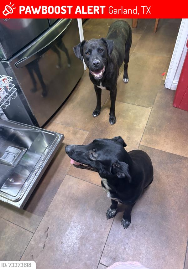 Lost Female Dog last seen Beltline and Glenbrook, Garland, TX 75040