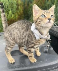 Lost Male Cat last seen At home, Mid and East Antrim, Northern Ireland 