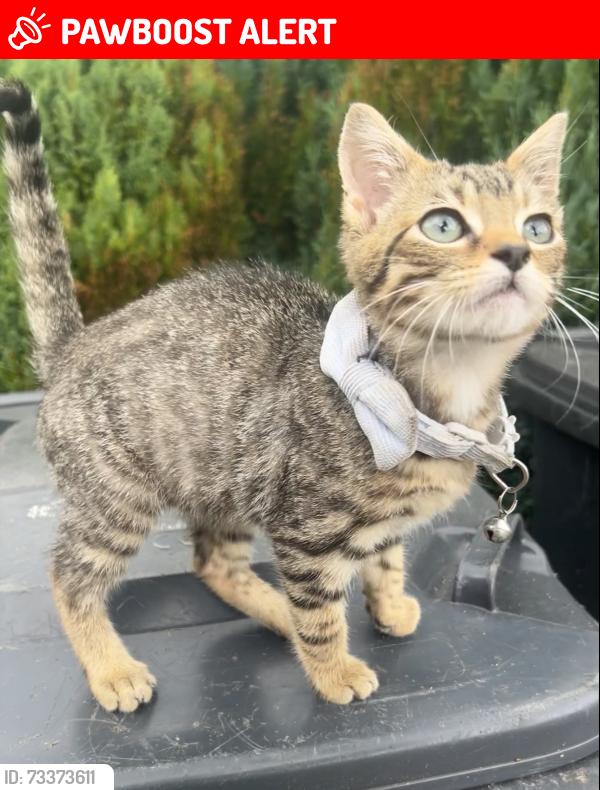 Lost Male Cat last seen At home, Mid and East Antrim, Northern Ireland 