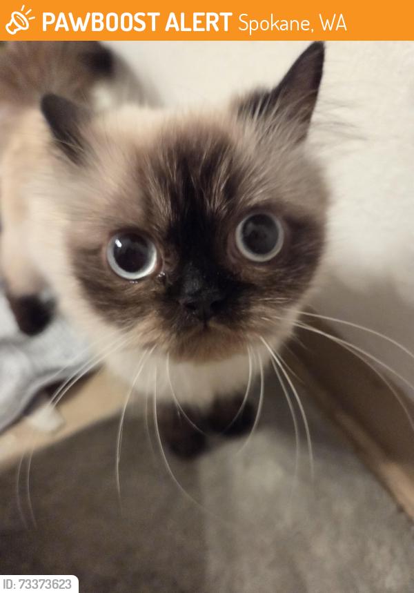 Found/Stray Unknown Cat last seen Regal and southeast blv., Spokane, WA 99223