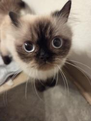 Found/Stray Unknown Cat last seen Regal and southeast blv., Spokane, WA 99223