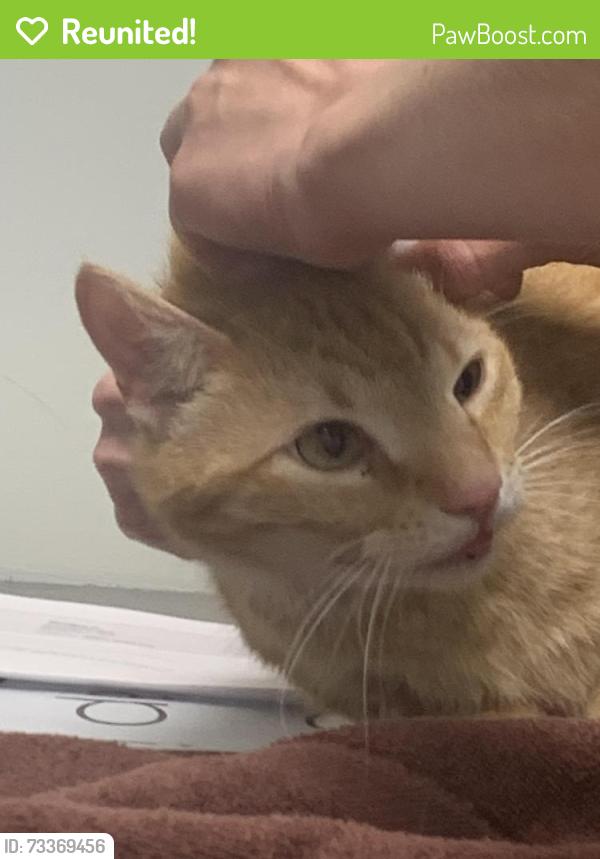 Reunited Male Cat last seen Foxbrier, Pensacola, FL 32507