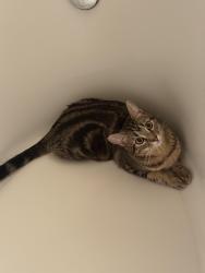 Lost Female Cat last seen Bennington Way & Catalan Cliff, San Antonio, TX 78261
