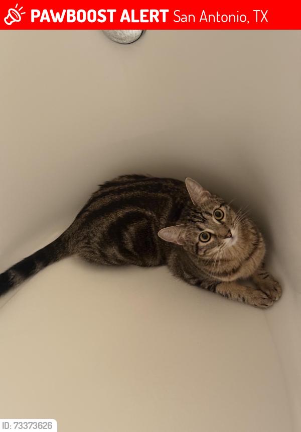 Lost Female Cat last seen Bennington Way & Catalan Cliff, San Antonio, TX 78261