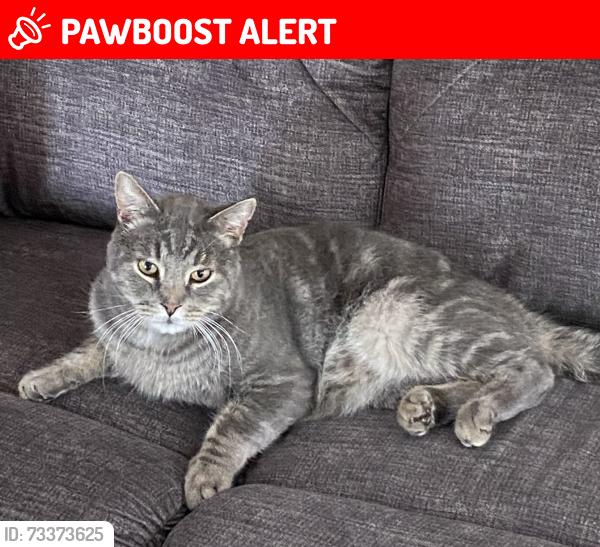 Lost Male Cat last seen Near Twp Road 520, Strathcona County, AB T8E 1E6