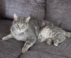Lost Male Cat last seen Near Twp Road 520, Strathcona County, AB T8E 1E6