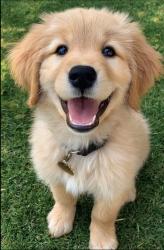 Lost Female Dog last seen Cleveland, OH, Cleveland, OH 44114