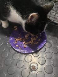 Reunited Male Cat last seen Woodmount and Oakland Drive, New Albany IN, New Albany, IN 47150