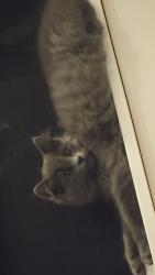 Lost Female Cat last seen 165th pi se, Bothell, WA 98012