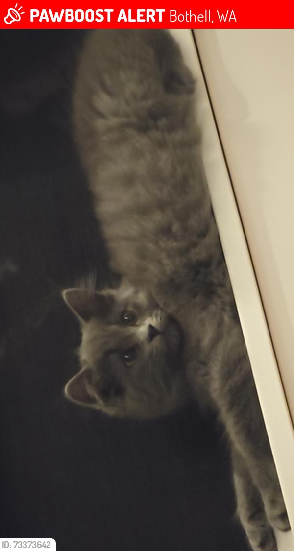 Lost Female Cat last seen 165th pi se, Bothell, WA 98012