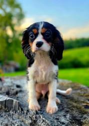 Lost Male Dog last seen Marquardt Dr n between 54 and 405, Watsontown, PA 17777
