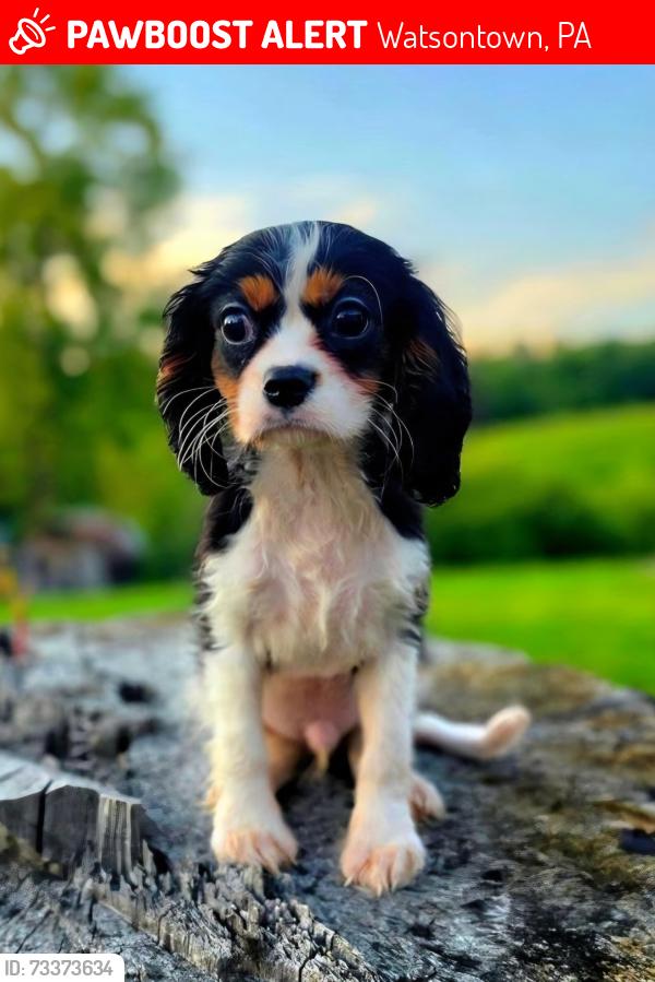 Lost Male Dog last seen Marquardt Dr n between 54 and 405, Watsontown, PA 17777