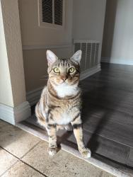 Lost Male Cat last seen Garden Road, Poway, CA 92064