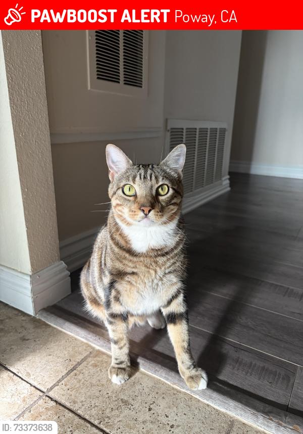 Lost Male Cat last seen Garden Road, Poway, CA 92064