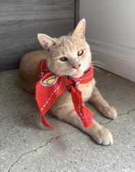 Lost Female Cat last seen Lion Ava by hses and fruit veil, Hemet, CA 92543