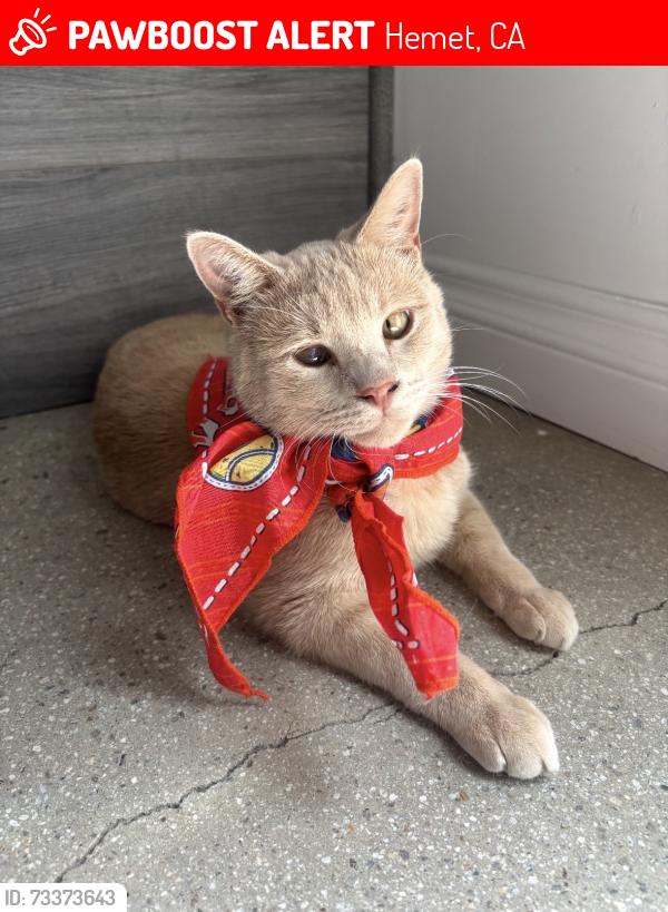 Lost Female Cat last seen Lion Ava by hses and fruit veil, Hemet, CA 92543