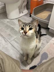 Found/Stray Female Cat last seen MLK & 32nd St, Oakland, CA 94609