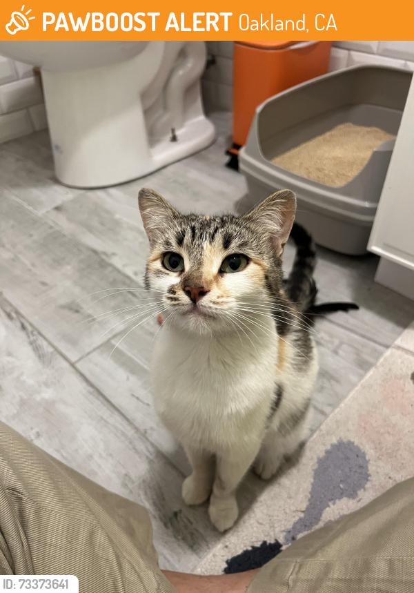 Found/Stray Female Cat last seen MLK & 32nd St, Oakland, CA 94609