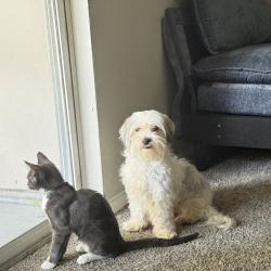 Reunited Male Dog last seen At a park, Sugar Land, TX 77479