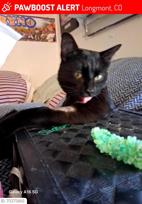 Lost Male Cat last seen 15th Ave and collyer st, Longmont, CO 80501