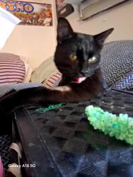 Lost Male Cat last seen 15th Ave and collyer st, Longmont, CO 80501