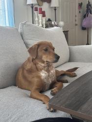 Lost Female Dog last seen Downtown San Antonio, San Antonio, TX 78205