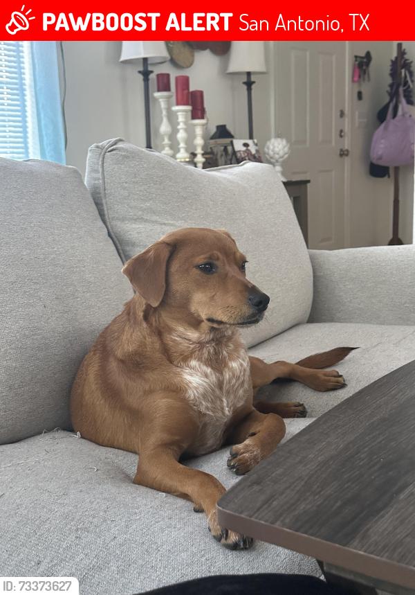 Lost Female Dog last seen Downtown San Antonio, San Antonio, TX 78205