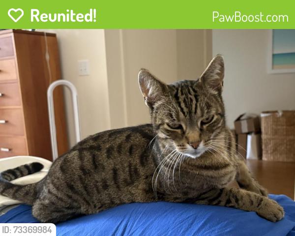 Reunited Male Cat last seen 28th St between Noe and Castro (the interior block between Valley and 28th St) in San Francisco, CA., San Francisco, CA 94131