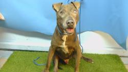 Shelter Stray Male Dog last seen , 216 W Victoria St, Gardena, CA 90248, USA