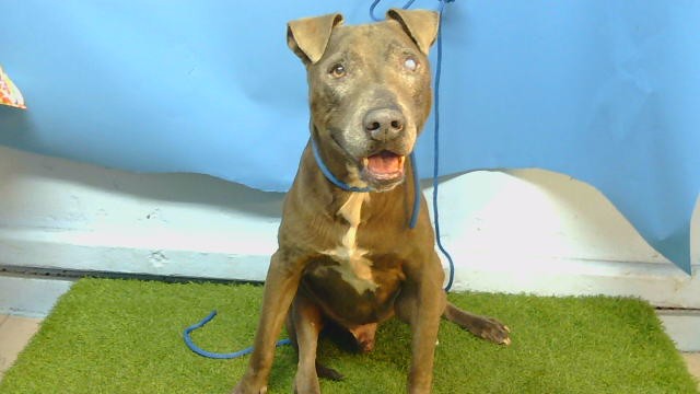 Shelter Stray Male Dog last seen , 216 W Victoria St, Gardena, CA 90248, USA