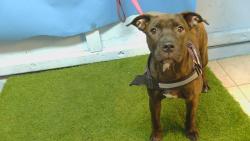 Shelter Stray Female Dog last seen , 216 W Victoria St, Gardena, CA 90248, USA